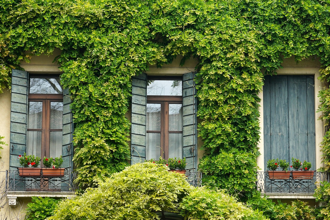Fenêtre entourée de lierre avec volets, façade italienne