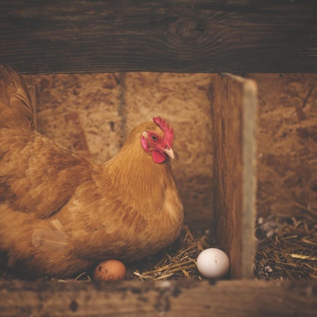 Pourquoi vos poules pondent moins à l&rsquo;automne et comment y remédier
