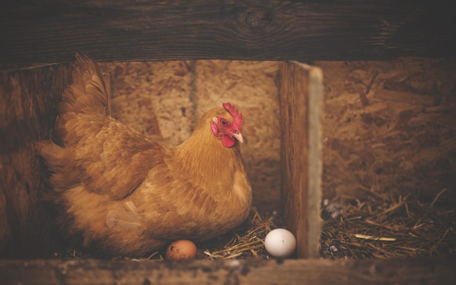 Pourquoi vos poules pondent moins à l&rsquo;automne et comment y remédier