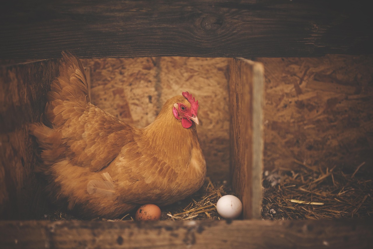 Poule dans un poulailler avec un oeuf pose sur la paille