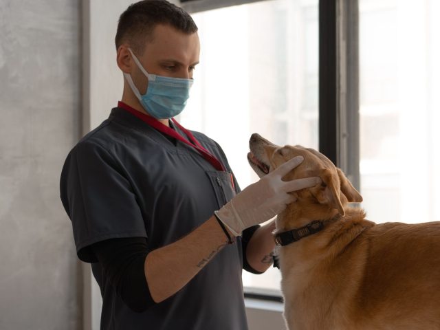 Comment reconnaître et traiter les allergies saisonnières chez votre chien ?