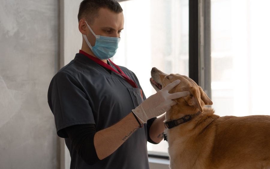 Comment reconnaître et traiter les allergies saisonnières chez votre chien ?