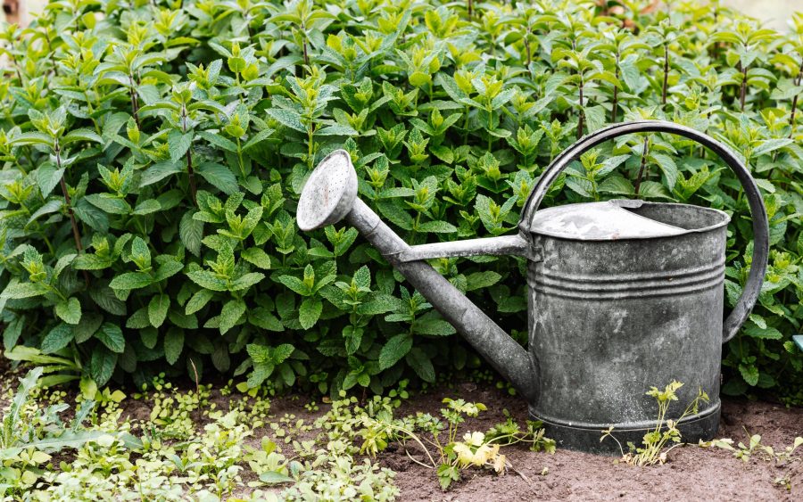 Économisez 60 % d&rsquo;eau dès maintenant avec ces astuces d&rsquo;arrosage