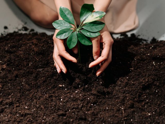 Améliorer votre sol cet automne : biochar ou compost mûr ?