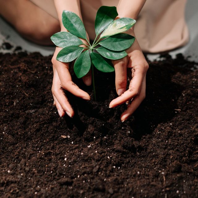 Améliorer votre sol cet automne : biochar ou compost mûr ?