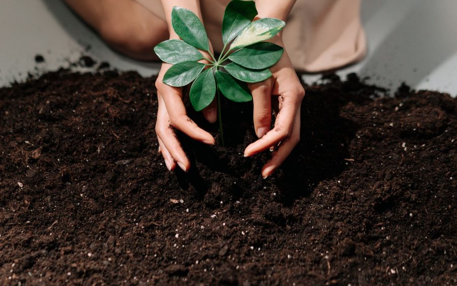 Améliorer votre sol cet automne : biochar ou compost mûr ?