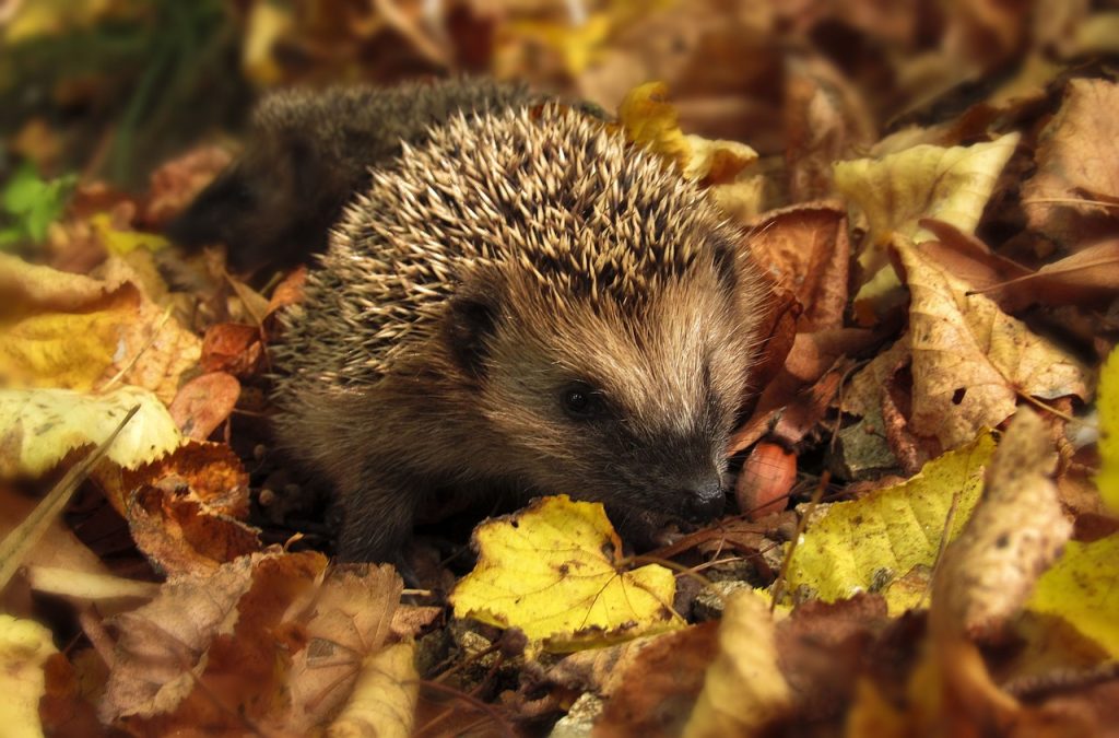 Hérisson dans un tas de feuilles mortes en automne