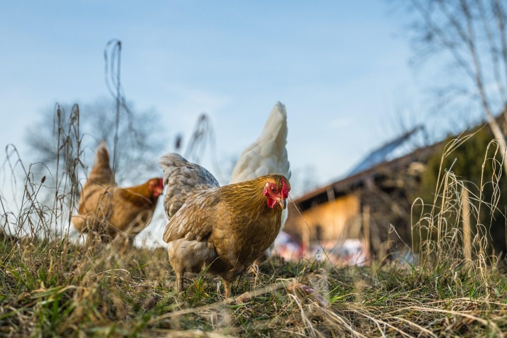 Poules élevées en plein air dans un pré