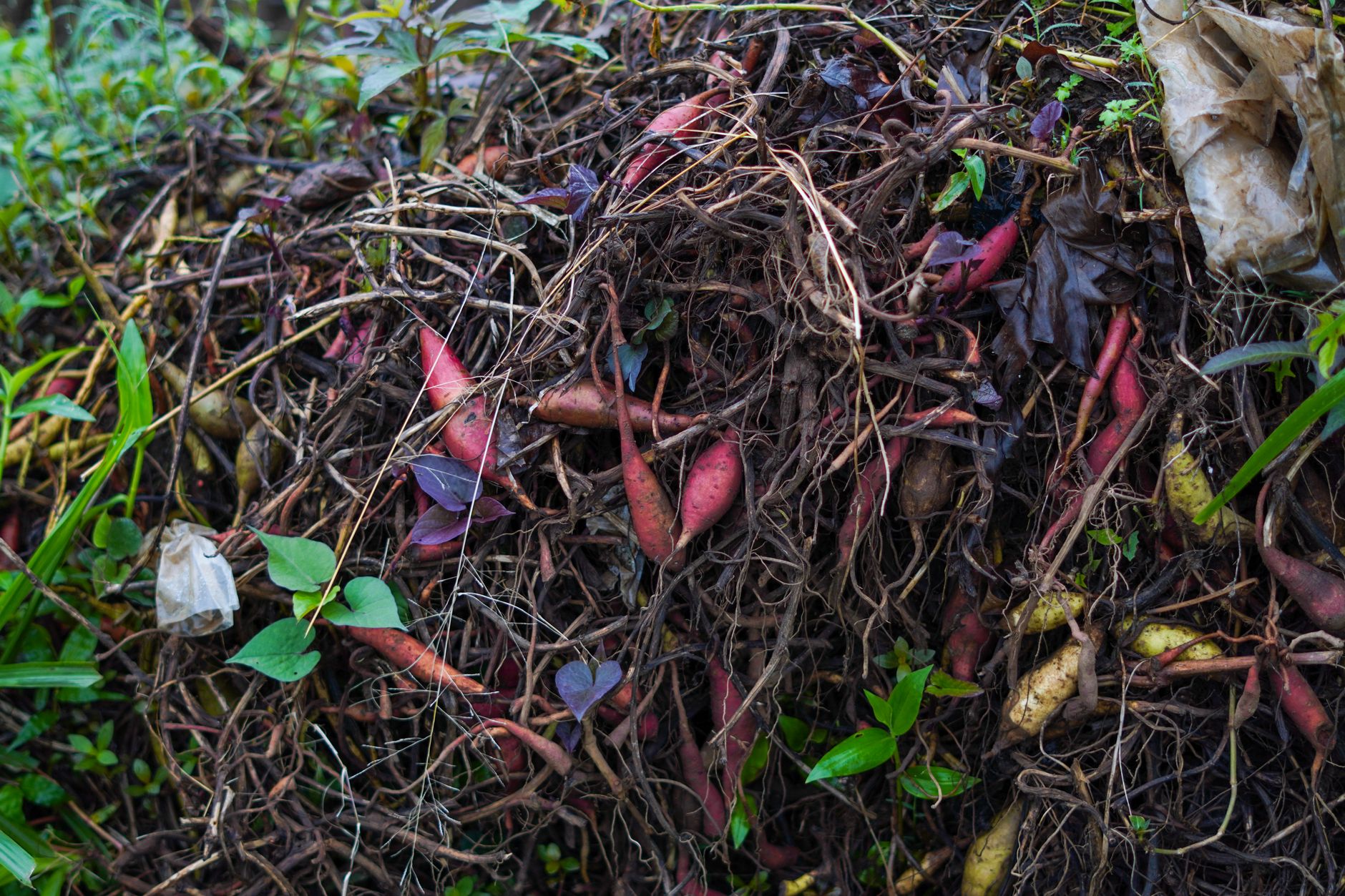Pourquoi votre compost stagne à l'automne et comment y remédier