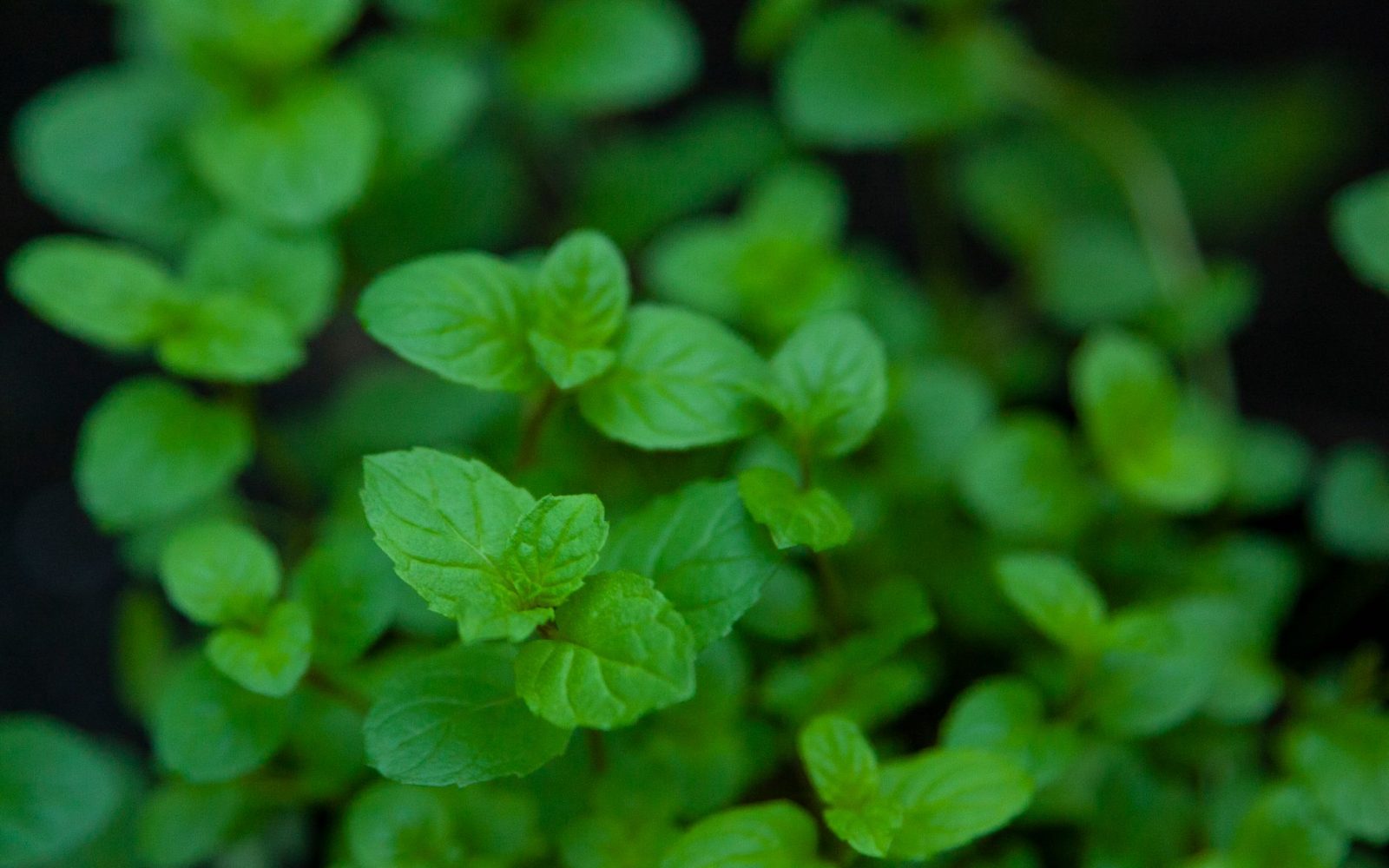 Votre menthe flétrie ? Voici comment en tirer le meilleur parti