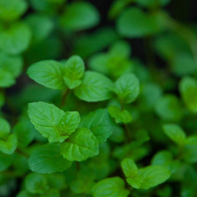 Votre menthe flétrie ? Voici comment en tirer le meilleur parti