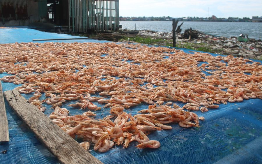 Dès le supermarché : les secrets troublants des crevettes d&rsquo;élevage